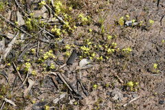 Siloxerus multiflorus