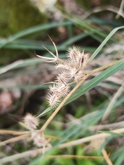 Torilis arvensis