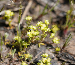 Siloxerus multiflorus