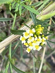Tagetes minuta