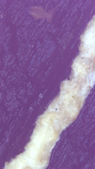 Trichoderma sulphureum