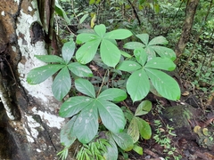 Pseudobombax septenatum