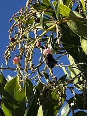Copestylum violaceum