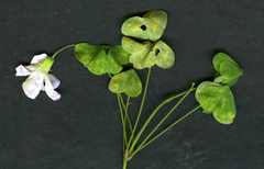 Puccinia oxalidis