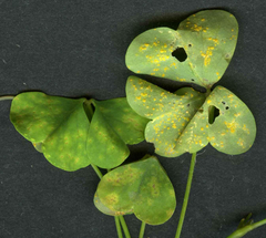 Puccinia oxalidis