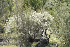 Hakea rostrata