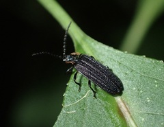 Eropterus trilineatus