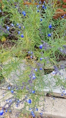 Salvia azurea