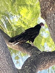 Cathartes aura