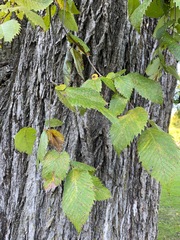 Stegophora ulmea