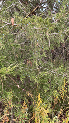 Juniperus ashei
