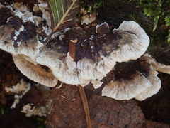 Bjerkandera fumosa