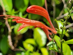 Thyrsacanthus secundus
