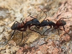 Camponotus cruentatus