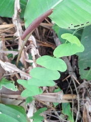 Passiflora biflora image