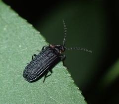 Eropterus trilineatus