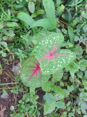 Caladium bicolor