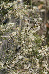 Hakea rostrata