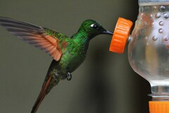 Heliodoxa rubricauda