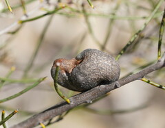 Hakea rostrata
