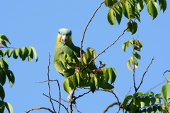 Amazona amazonica