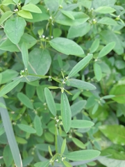 Euphorbia graminea