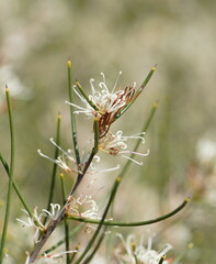 Hakea rostrata