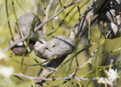 Hakea rostrata