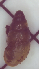 Cochlicopa lubrica