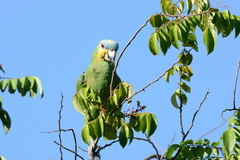 Amazona amazonica