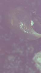 Cochlicopa lubrica