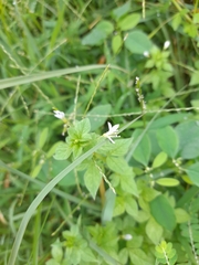 Cleome rutidosperma image