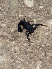 Hottentotta judaicus