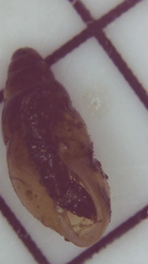 Cochlicopa lubrica