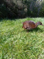 Gallirallus australis