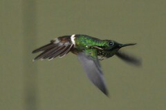 Lophornis chalybeus