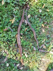 Vipera ammodytes