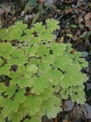 Thalictrum dioicum