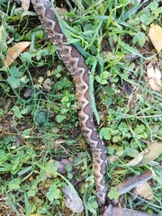 Vipera ammodytes