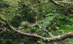 Tillandsia fasciculata