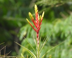 Tillandsia fasciculata