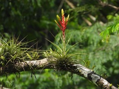 Tillandsia fasciculata