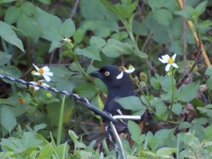 Pipilo erythrophthalmus alleni