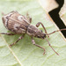 Obscure Root Weevil - Photo (c) Thomas Barbin, some rights reserved (CC BY-NC), uploaded by Thomas Barbin