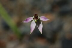 Caladenia variegata