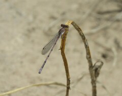 Argia pallens