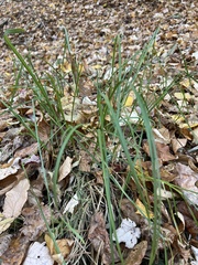 Agrostis perennans
