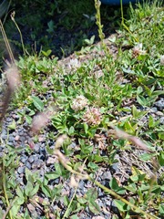 Trifolium ambiguum