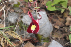 Aristolochia cardiantha