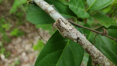 Trachycephalus typhonius